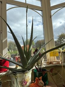 aloe vera plant