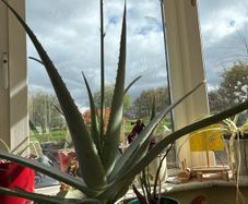 aloe vera plant