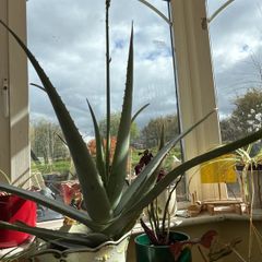 aloe vera plant