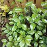 Plant Image 2
