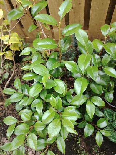 Plant