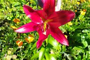 Giant Lily