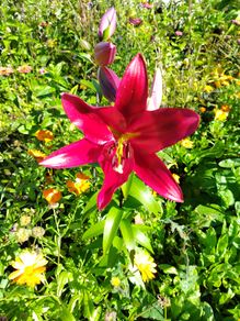 Giant Lily