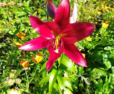 Giant Lily