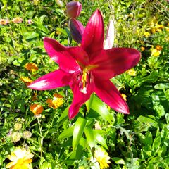 Giant Lily