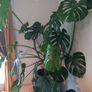 Large Monstera plant Image 3
