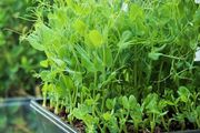 (M) Peas seeds 20g Microgreens and Sprouting seeds (125395)