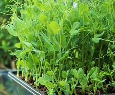 (M) Peas seeds 20g Microgreens and Sprouting seeds (125395)