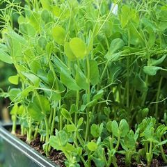 (M) Peas seeds 20g Microgreens and Sprouting seeds (125395)