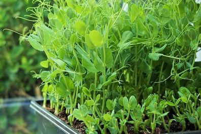 (M) Peas seeds 20g Microgreens and Sprouting seeds (125395)