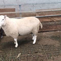 Sheep