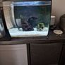 fluval flex fish tank 34L Image 4