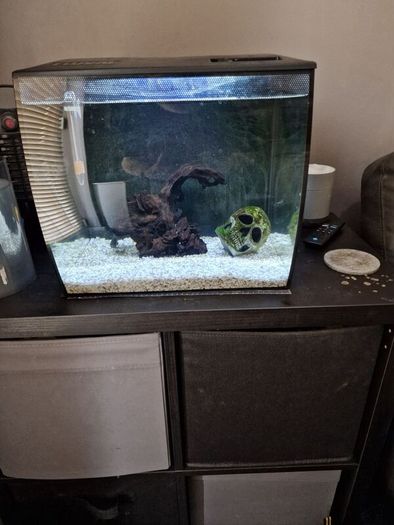 fluval flex fish tank 34L