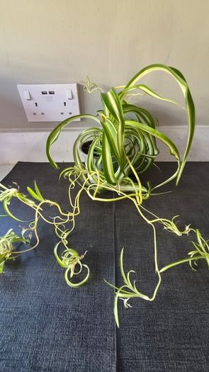 Spider Plants