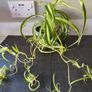 Spider Plant's Image 10