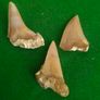 Set of 3 Fossil Shark Teeth in Natural Matrix Image 4