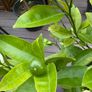 Extra large 130cm high x 75cm diameter very established calamondin citrus tree in weathered terracotta pot Image 7