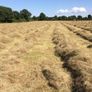 Small square bales of hay Image 3