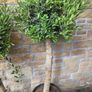 Olive tree, extra large 45cm pot Image 2