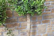 Olive tree, extra large 45cm pot / 1 available