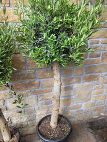 Olive tree, extra large 45cm pot / 1 available