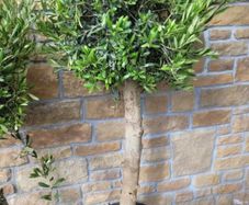 Olive tree, extra large 45cm pot / 1 available