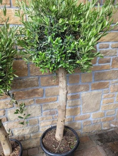 Olive tree, extra large 45cm pot