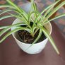spider plant Image 2