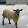 Suftex Hoggot ram Image 2