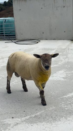 Suftex Hoggot ram