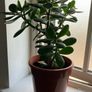 Jade plant Image 5