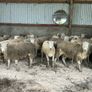 20 Easycare Hoggets Image 5