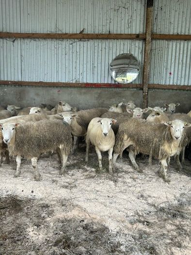 20 Easycare Hoggets