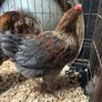 Blue Copper Marren Roosters Image 5