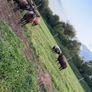 Pedigree Blue Texels Ram and Ewe lambs Image 2
