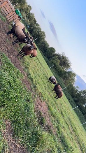 Pedigree Blue Texels Ram and Ewe lambs