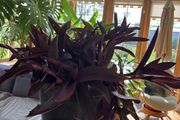 indoor plant