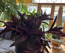 indoor plant