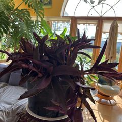 indoor plant