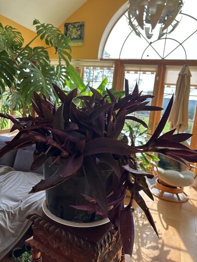 indoor plant