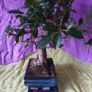 Ficus bonsai Image 2