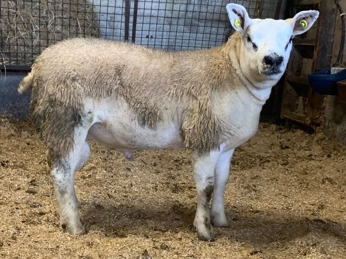 Mid March PBR Tex Ram Lamb
