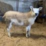 Mid March PBR Tex Ram Lamb Image 8