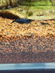 shrimp neocardina