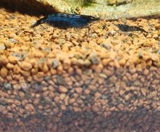shrimp neocardina