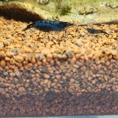 shrimp neocardina