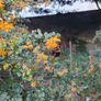 Thorny Hedge, Berberis Darwinii Image 3