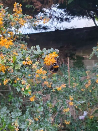 Thorny Hedge, Berberis Darwinii