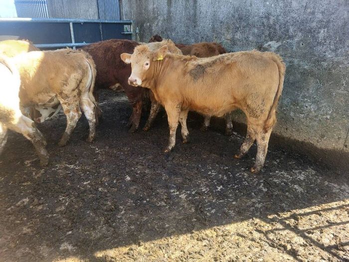 7 heifers