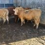 7 heifers Image 6